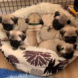 yourkie puppies profile image