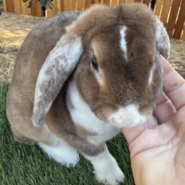 Tina lovely Bunnies profile image