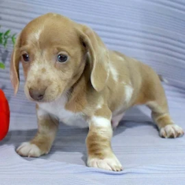 wil coppock profile image