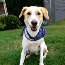 Kelvin S. Land profile image