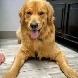 pawsome pets profile image