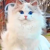 Creator avatar