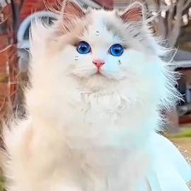 meow ✨ profile image