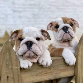 English bulldog puppies profile image