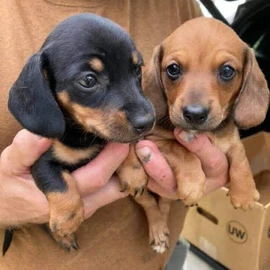 Theodore's Dachshund pup's profile image