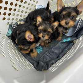 Nancy Rose profile image