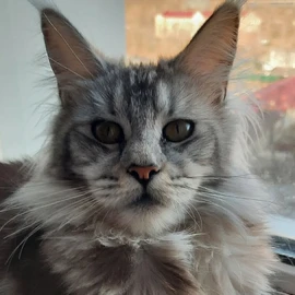 Mainecoon kitten for profile image