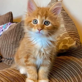 kittens for adoption profile image