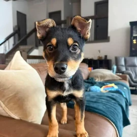 Miniature Pinscher profile image