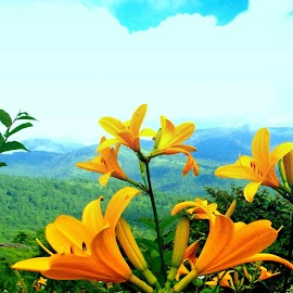 Nature world profile image