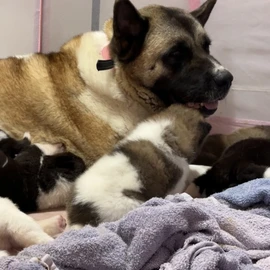 Oliver Sac profile image