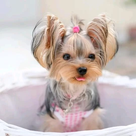 Elizabeth puppies profile image