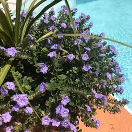 Dale Thompson profile image