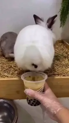 Featured funny content