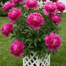 Chris Norman profile image