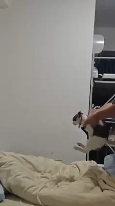 Featured pets content