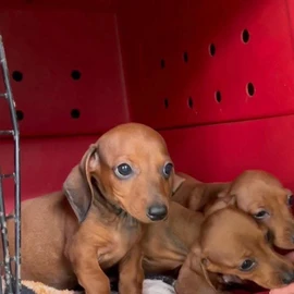 PureHeart ForeverHome Dachshunds profile image