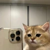 Creator avatar