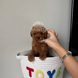 maltipoo puppies profile image
