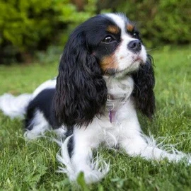 Susan Lopes profile image