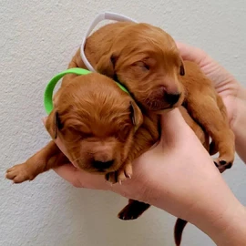 Kara puppies profile image