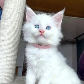 free kittens for profile image