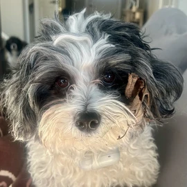 Richard Valentino profile image