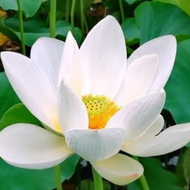 Heni zhang profile image