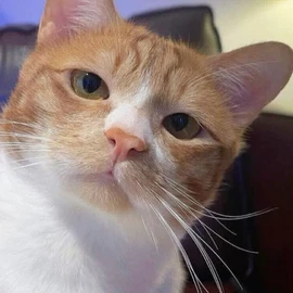 David Simon profile image