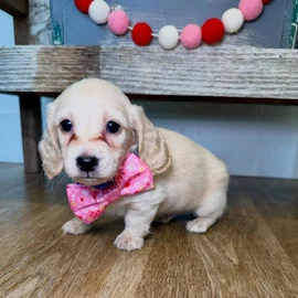 Doxie World available profile image
