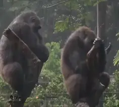Featured animals content
