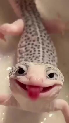 Mr Derpy the Lizard just Chillin