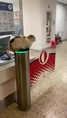 The New Doorman