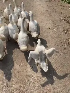 There's Always One In The Group!
