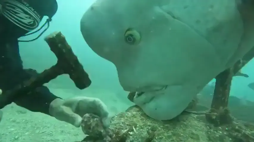 World's Most Curious Fish - Video - Faxo