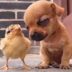 I'm Feeling Sleepy