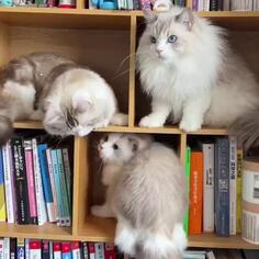 Cats Boxing