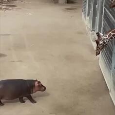 Giraffes Meet Baby Hippo