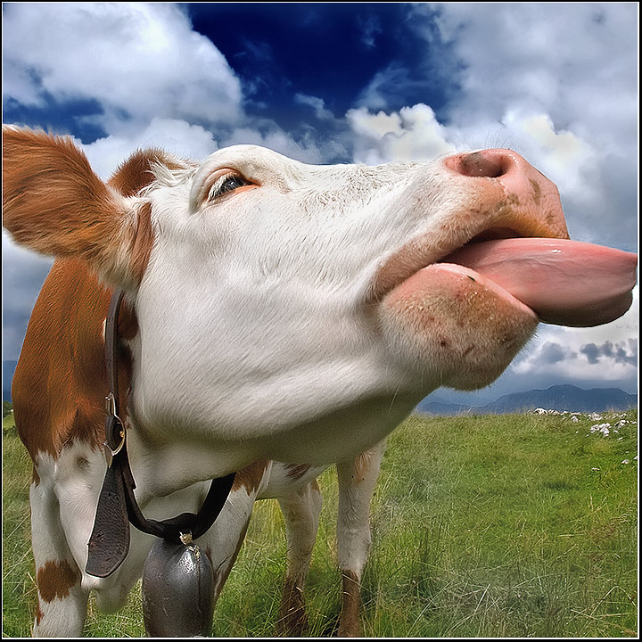 funny cow