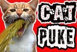Cat puke FML