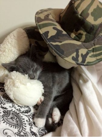 kitten looking for good home (bronx/manhattan/queens) thumbnail 2