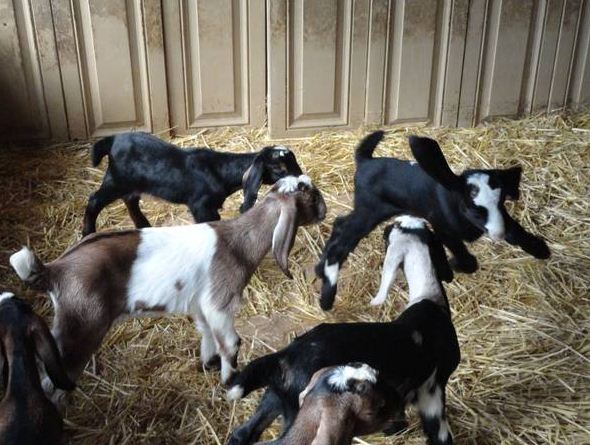 nubian buck kids (goats) - $50 thumbnail 2