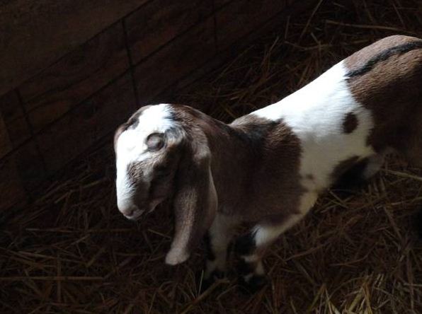 nubian buck kids (goats) - $50 thumbnail 3