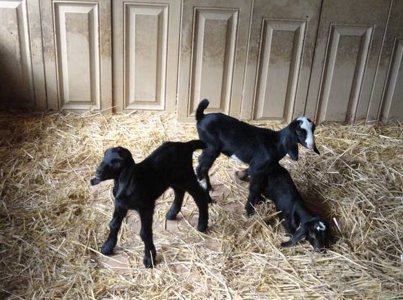 nubian buck kids (goats) - $50 thumbnail 4