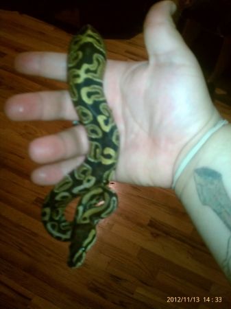 12" python - $50 thumbnail 2