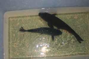 large black koi fish - $40 thumbnail 2