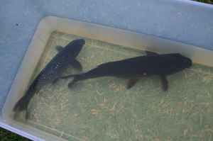 large black koi fish - $40 thumbnail 3