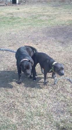 chevrolet s10, slab, bagged, 22 inch rims, pit bulls - $4,800 thumbnail 4